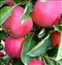 باغبانی  ، فروش سیب درختیفروش سیب درختی