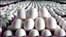 تخم‌ مرغ ساده و مارک دار با کمترین قیمت روز