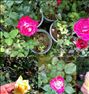 باغبانی  ، فروش 4000 عدد گل رز قلمه هلندی