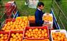 سبد 20 کیلویی - فروش سبد پرتقال و نارنگی