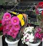 باغبانی  ، عرضه انواع گل وگیاه زینتی وباغچه ای وکاکتوس