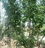 یک باب باغ با دویست درخت میوه