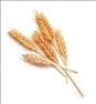 فروش عمده گندم انسانی وارداتی روس و قزاق