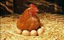 اصول نوین مدیریت مرغ تخمگذار و پولت