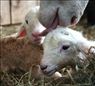 تلقیح مصنوعی گوسفند و بز(سرویکال)
