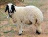 فروش گوسفند زنده در اراک