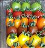 باغبانی  ، فروش بذر گوجه رنگی