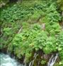 تور یک روزه آبشار هفت چشمه