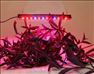 چراغ رشد گیاه LED