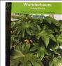 باغبانی  ، فروش انواع بذر گیاه های خاص از هلند