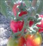 بذر گوجه‌فرنگی چری