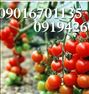 گوجه فرنگی گیلاسی