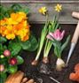 باغبانی  ، کلیه کارهای تخصصی باغبانی