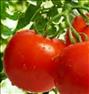 باغبانی  ، فروش عمده گوجه