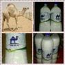 تولید وپخش شیر شتر