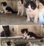 5 تا بچه گربه خوشگل