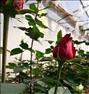 باغبانی  ، فروش بوته گل رز