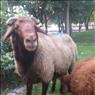 گوسفند زنده همراه با قصاب کلیه نقا تهران